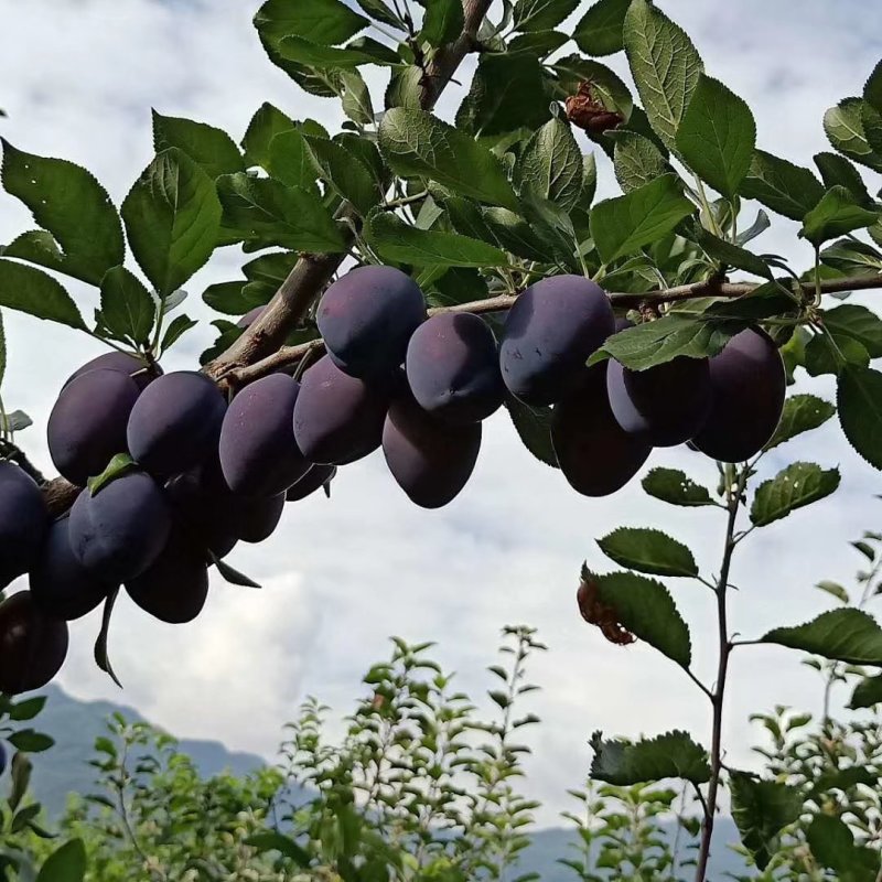 陕西大荔西梅李子大量上市中