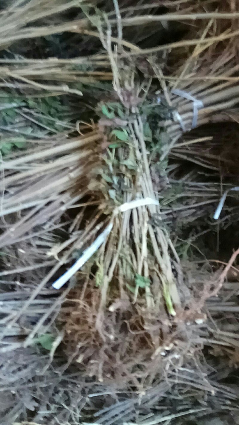 大量出售根生红油香椿苗山地根生红油香椿苗，常年供货