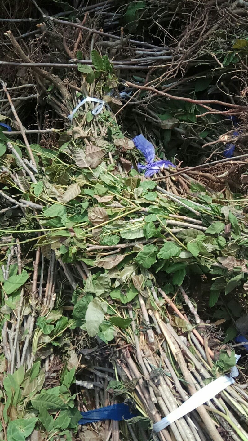 大量出售根生红油香椿苗山地根生红油香椿苗，常年供货