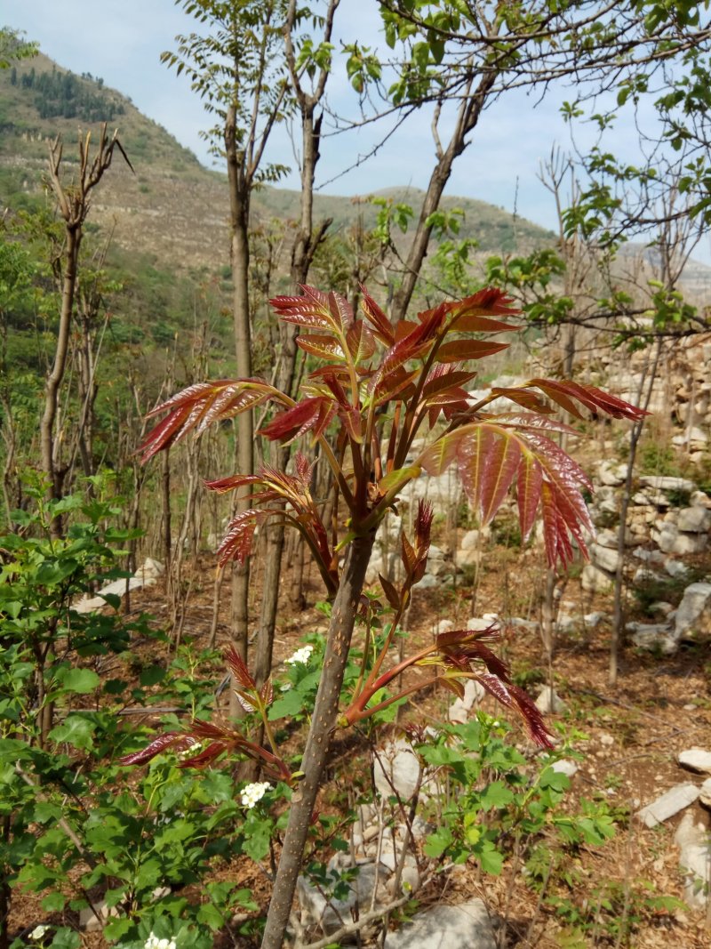 大量出售根生红油香椿苗山地根生红油香椿苗，常年供货