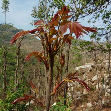 大量出售根生红油香椿苗山地根生红油香椿苗，常年供货