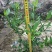 栀子花小叶栀子花大杯苗基地直销欢迎选购