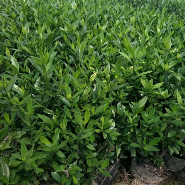 栀子花小叶栀子花大杯苗基地直销欢迎选购