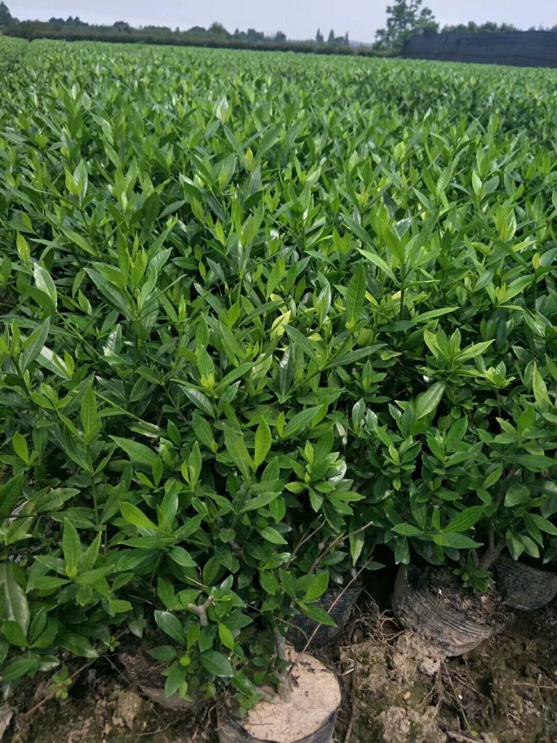 栀子花小叶栀子花大杯苗基地直销欢迎选购