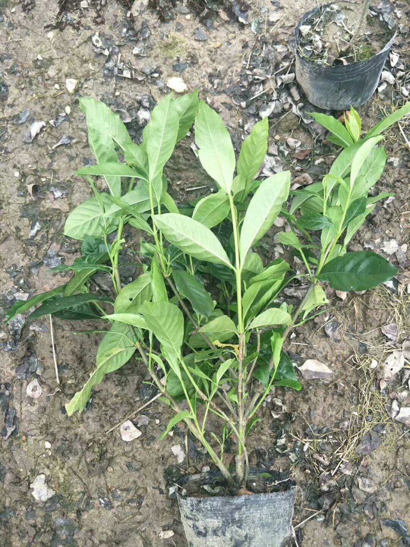 栀子花小叶栀子花大杯苗基地直销欢迎选购