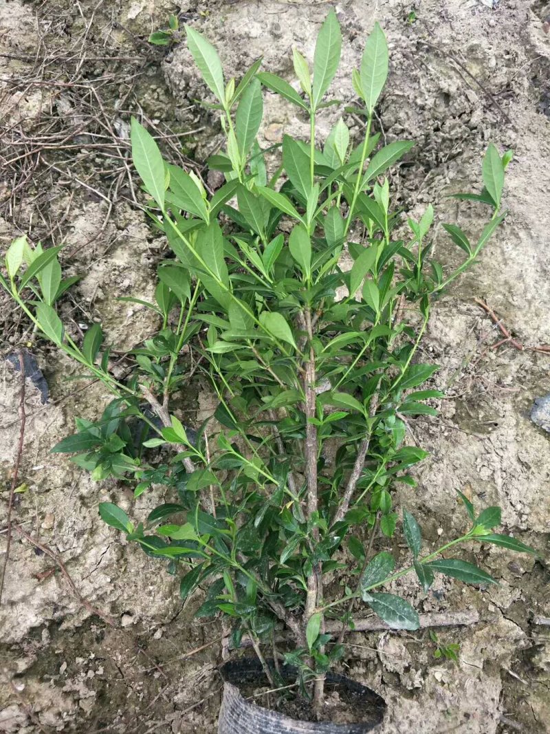 栀子花小叶栀子花大杯苗基地直销欢迎选购