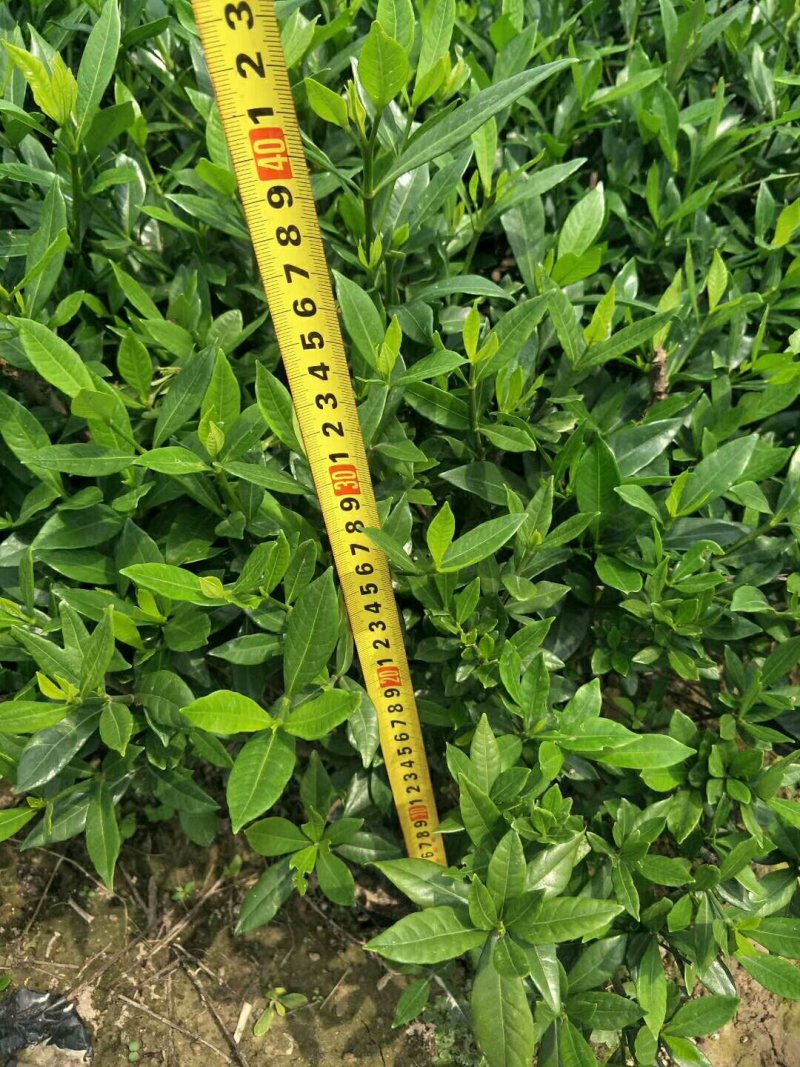 栀子花小叶栀子花大杯苗基地直销欢迎选购