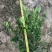 栀子花小叶栀子花大杯苗基地直销欢迎选购