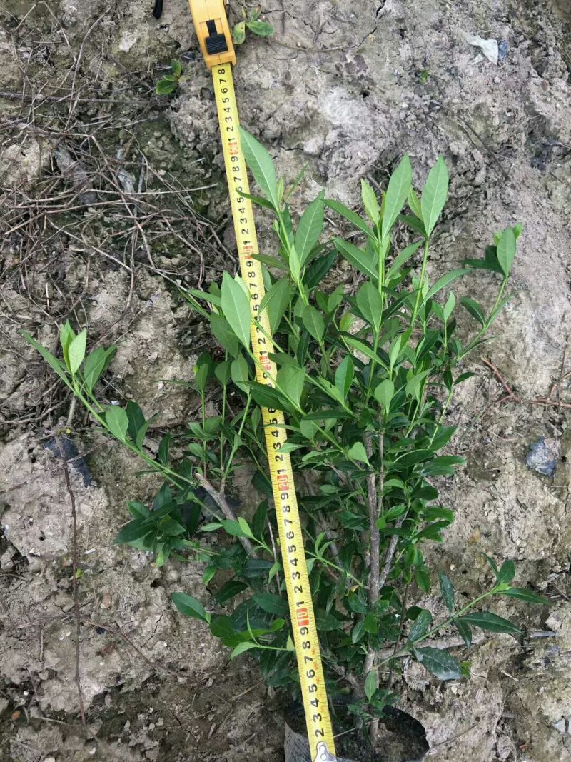 栀子花小叶栀子花大杯苗基地直销欢迎选购