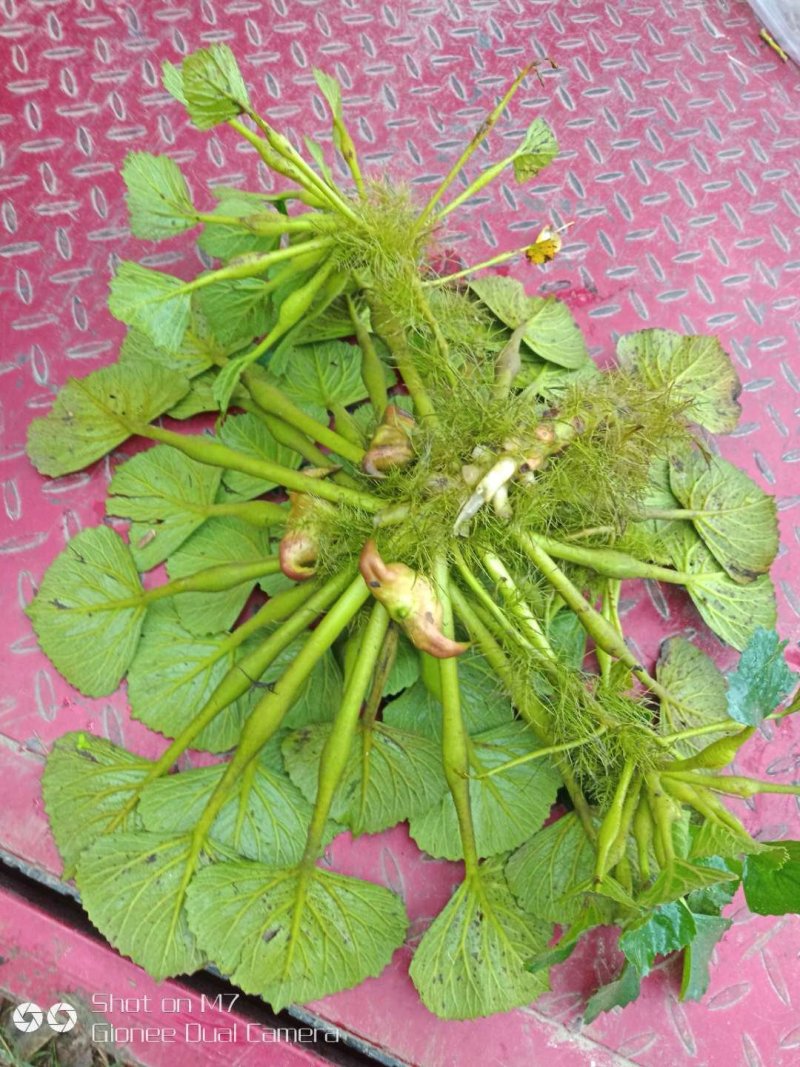 🔥菱角种子🔥【包邮】水生植物菱角苗净化池塘必备菱角苗