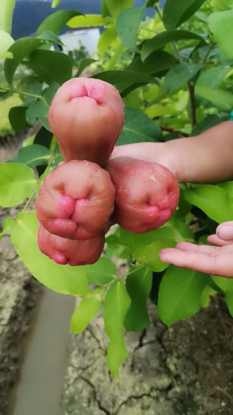 黑糖芭比莲雾苗