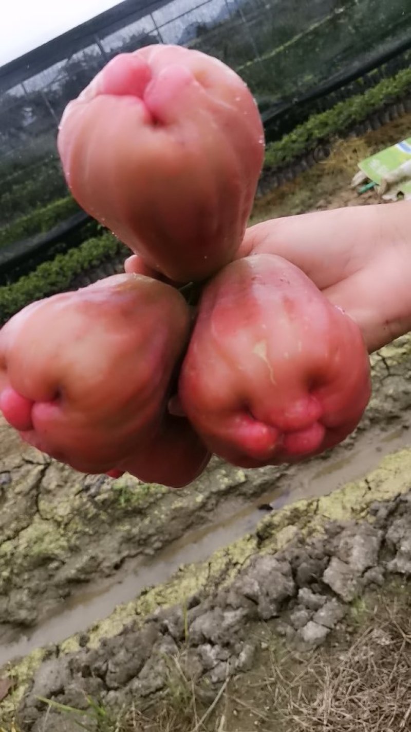 黑糖芭比莲雾苗