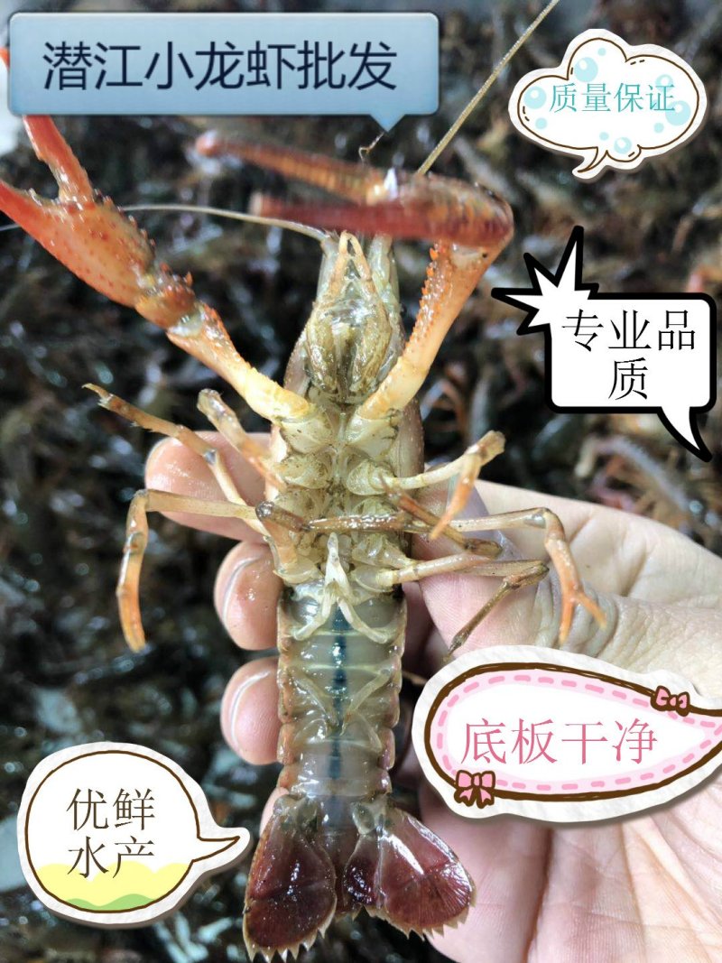 潜江小龙虾批发大量供应