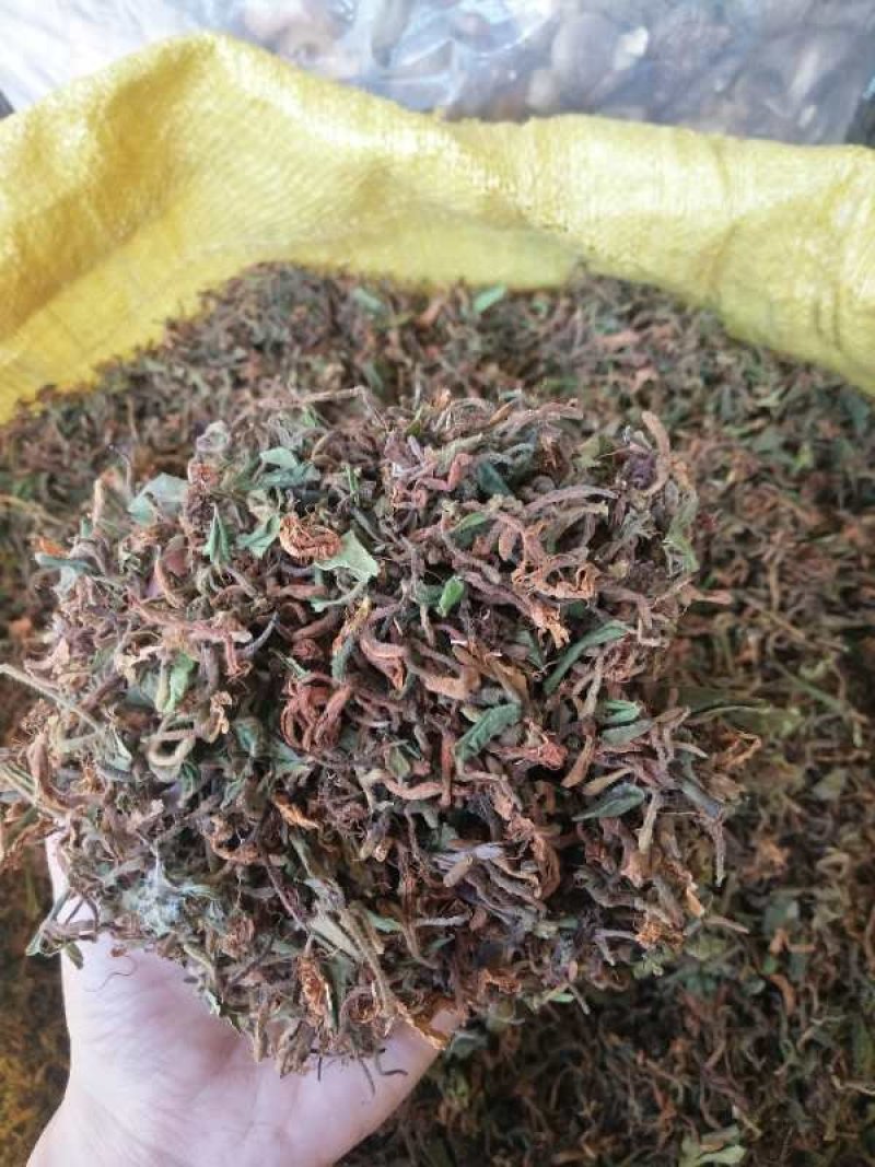 野生金银花