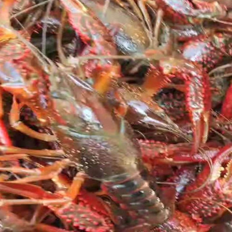 潜江小龙虾批发大量供应