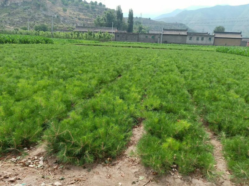 油松杯苗13*16的，营养带30公分左右的产地直销量大