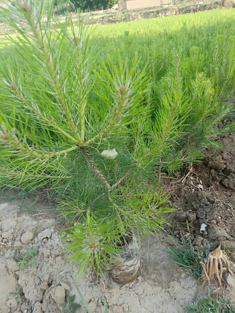 油松杯苗13*16的，营养带30公分左右的产地直销量大