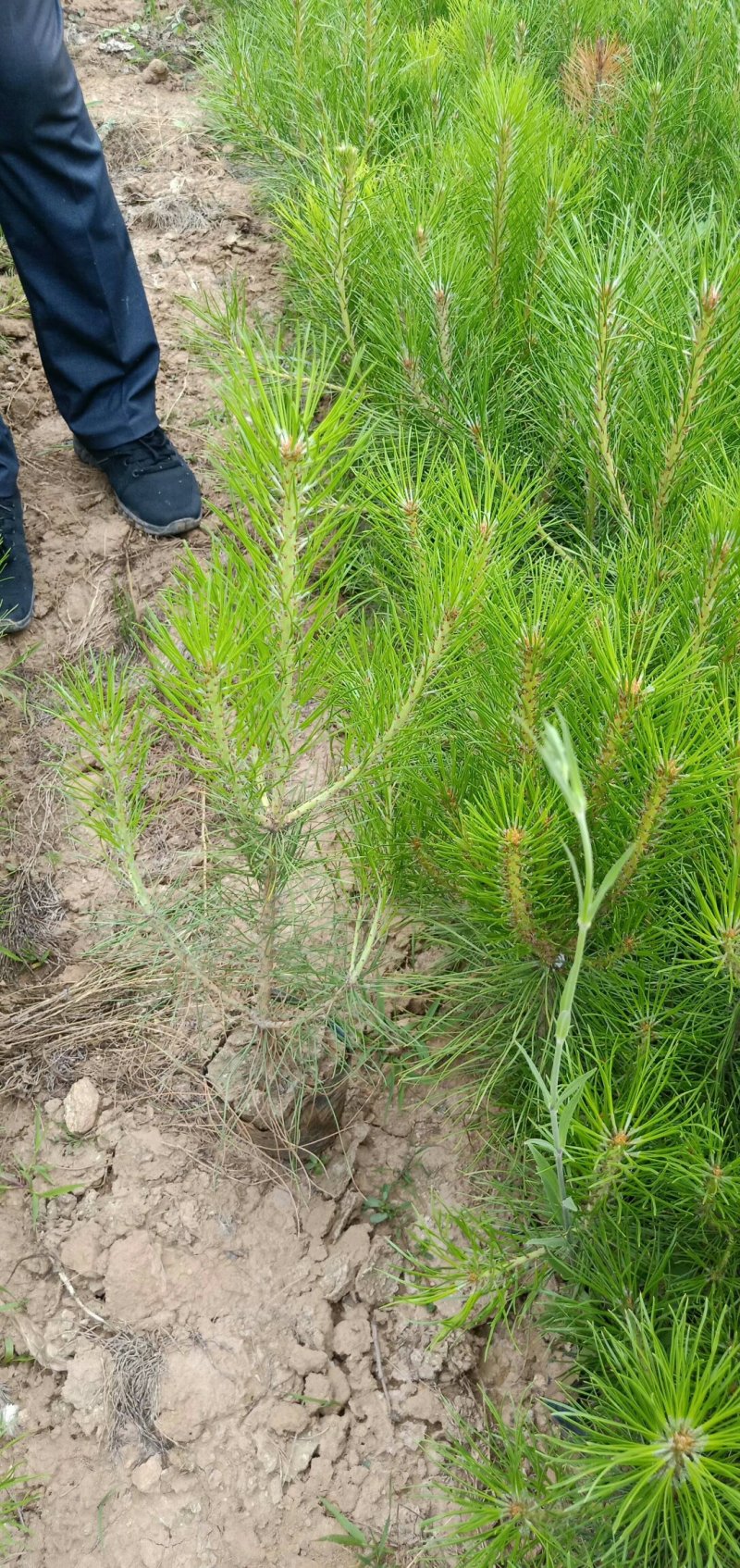 油松杯苗13*16的，营养带30公分左右的产地直销量大