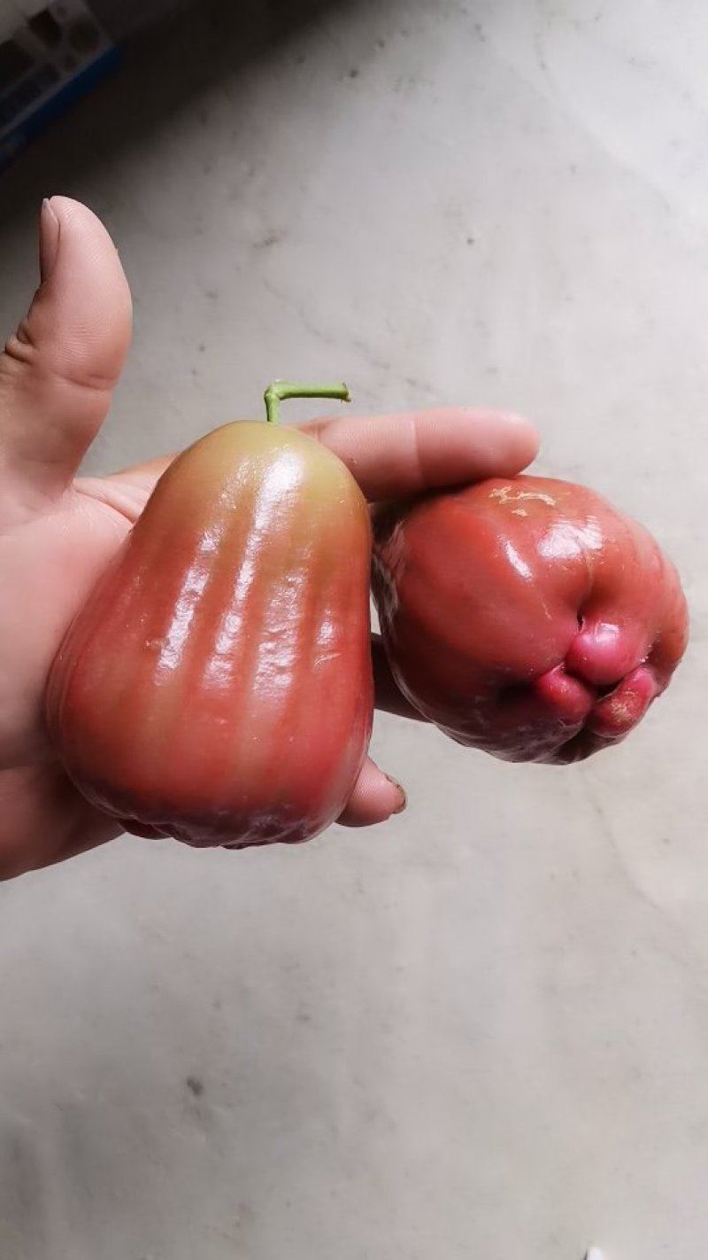 黑糖芭比莲雾苗