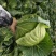 圆包菜大量上市一手货源诚信报价蔬菜基地直供欢迎考察