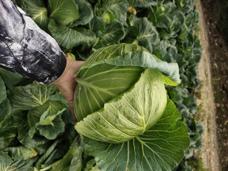 圆包菜大量上市一手货源诚信报价蔬菜基地直供欢迎考察