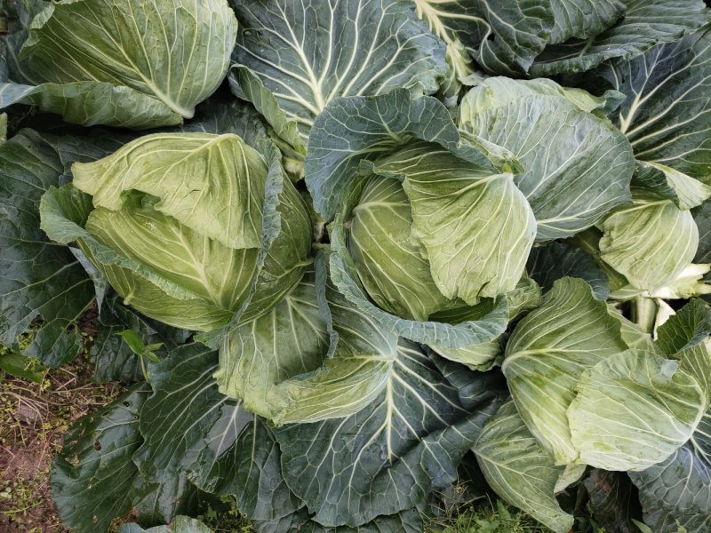 圆包菜大量上市一手货源诚信报价蔬菜基地直供欢迎考察