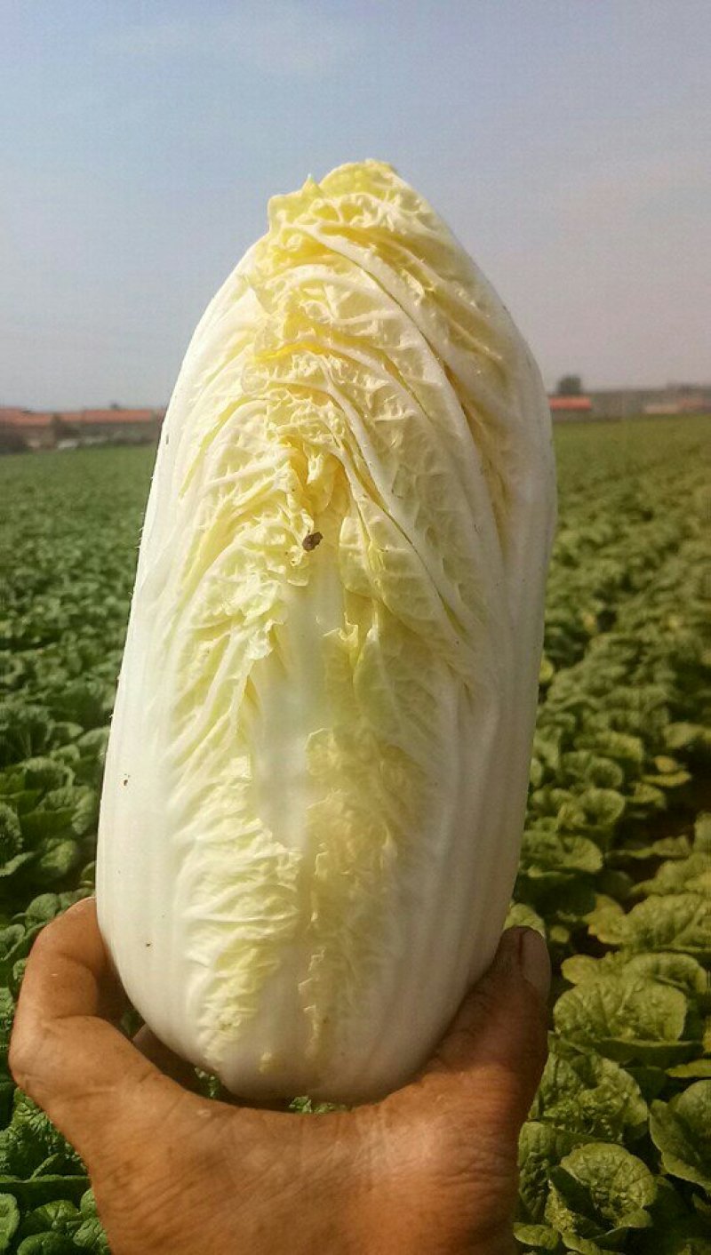 娃娃菜