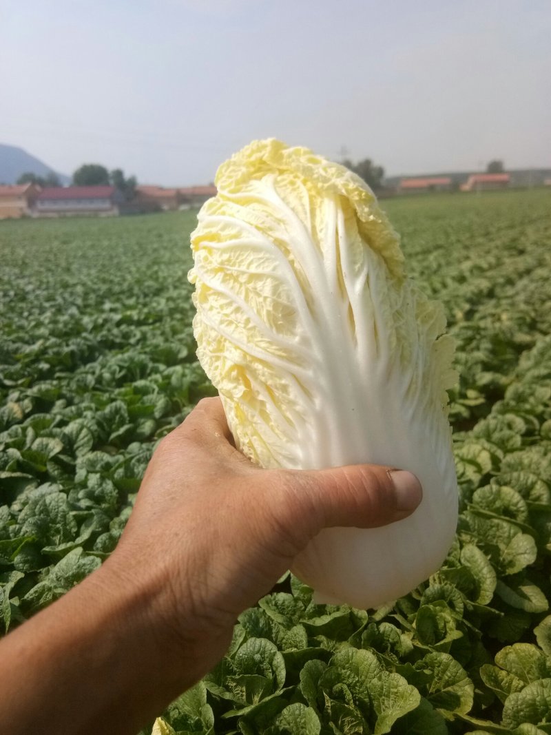 娃娃菜
