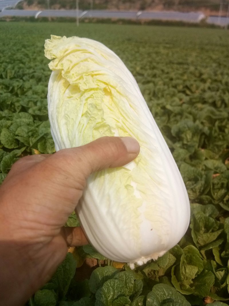 娃娃菜