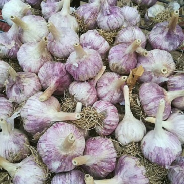 红皮大蒜大量上市5cm到6cm