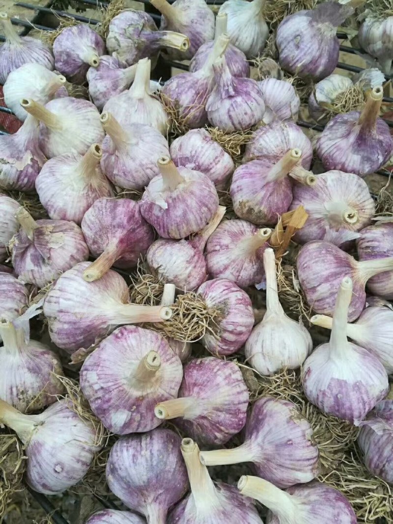 红皮大蒜大量上市5cm到6cm