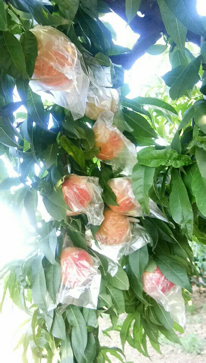 毛桃美脆上市
