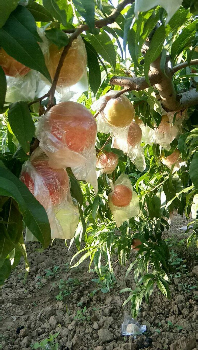 毛桃美脆上市