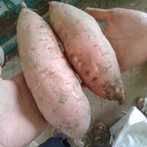 红薯地瓜红玉龙薯九号量大产地直销，可以视频产地直发