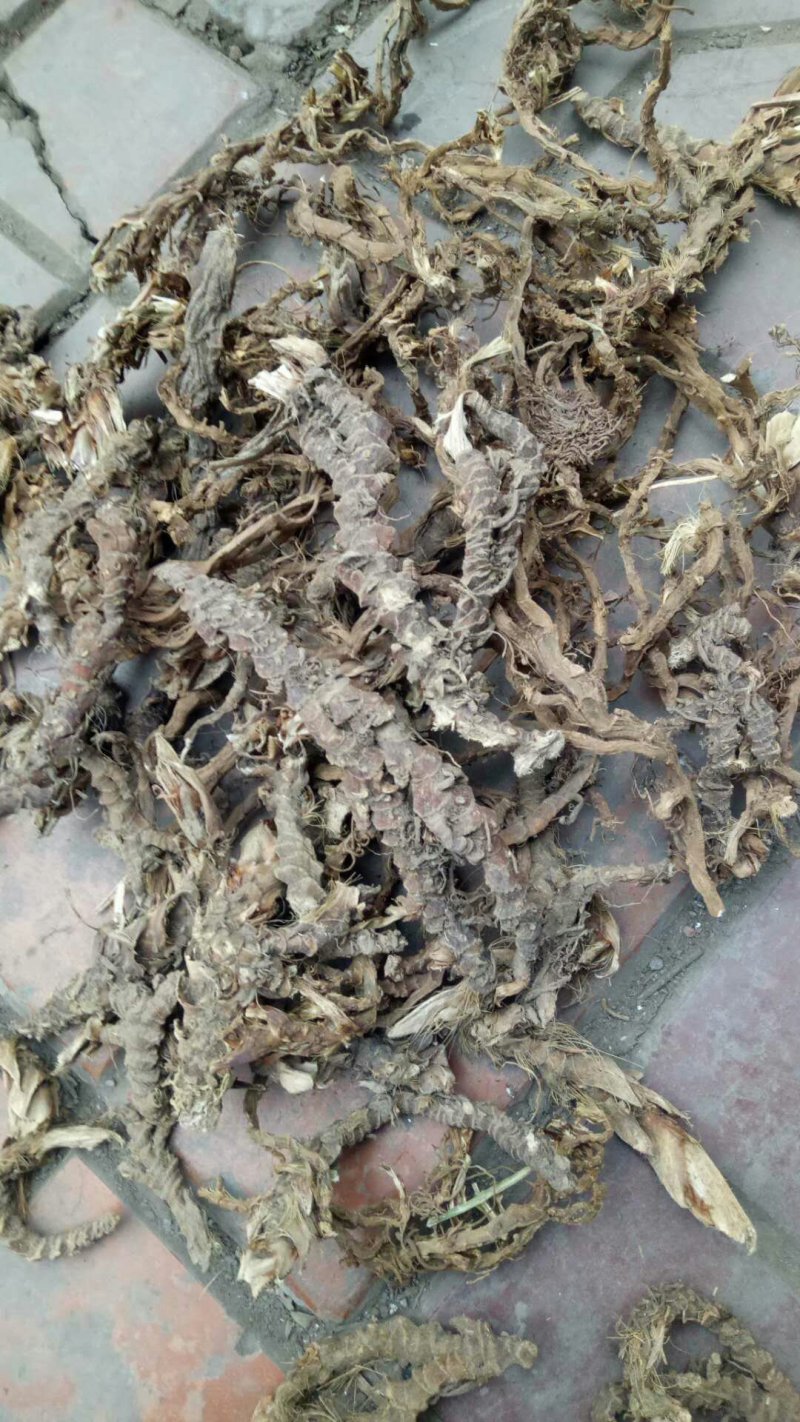 长期全国收购石菖蒲干货，有货的请联系吧！