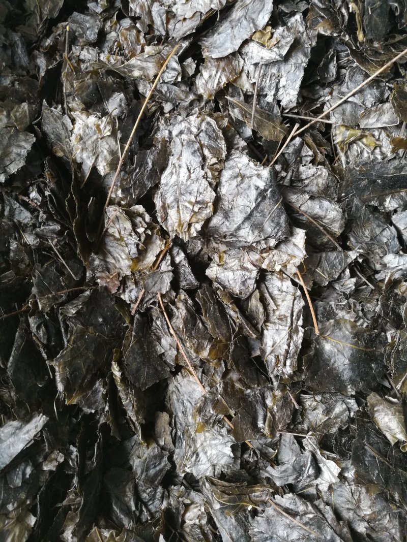 苦丁茶，小叶，苦丁茶老叶，线上交易，有保障。