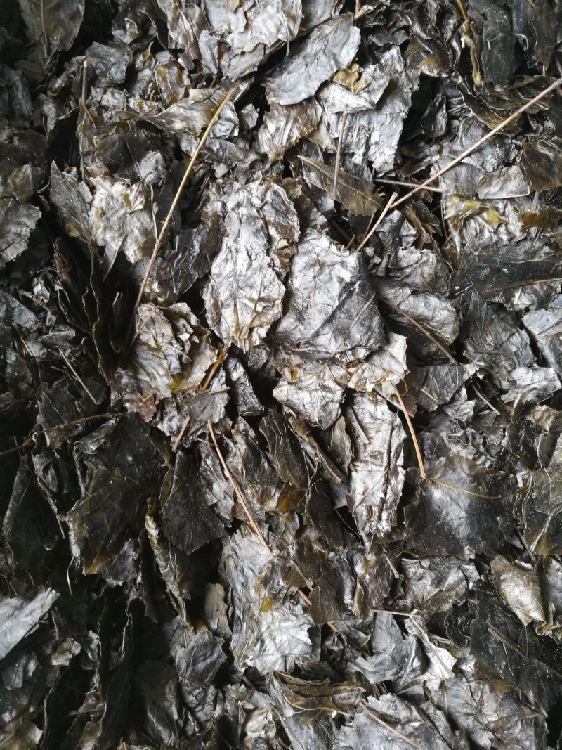 苦丁茶，小叶，苦丁茶老叶，线上交易，有保障。