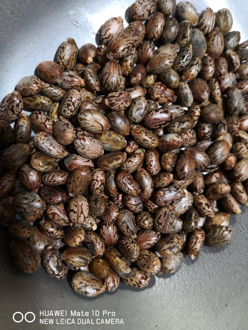 蓖麻子籽粒饱满选货各种规格（中药材用）量大从优