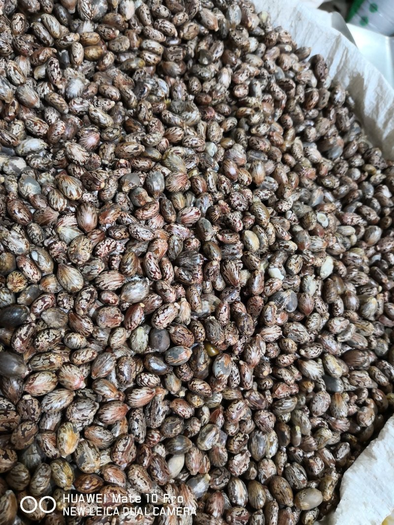 蓖麻子籽粒饱满选货各种规格（中药材用）量大从优