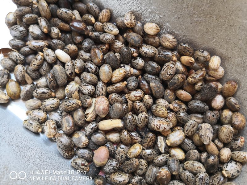 蓖麻子籽粒饱满选货各种规格（中药材用）量大从优