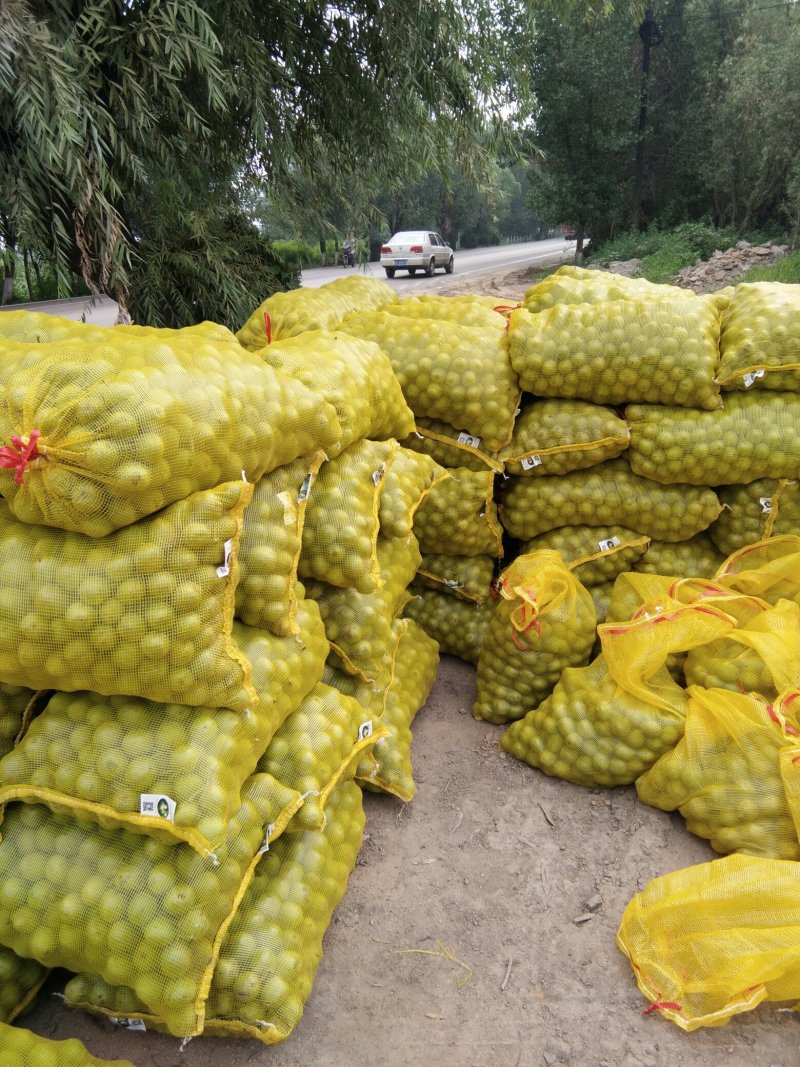 赞皇手摘青皮核桃。有辽核，青香，香玲，礼品。等几大品种。