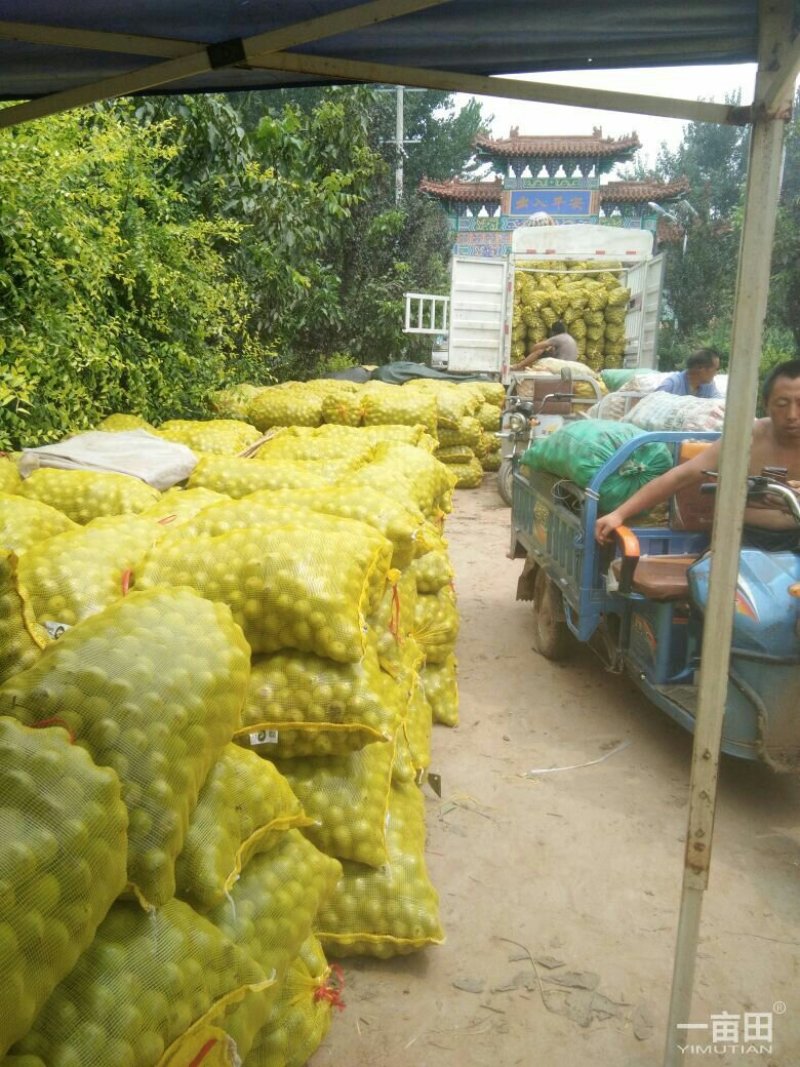 赞皇手摘青皮核桃。有辽核，青香，香玲，礼品。等几大品种。