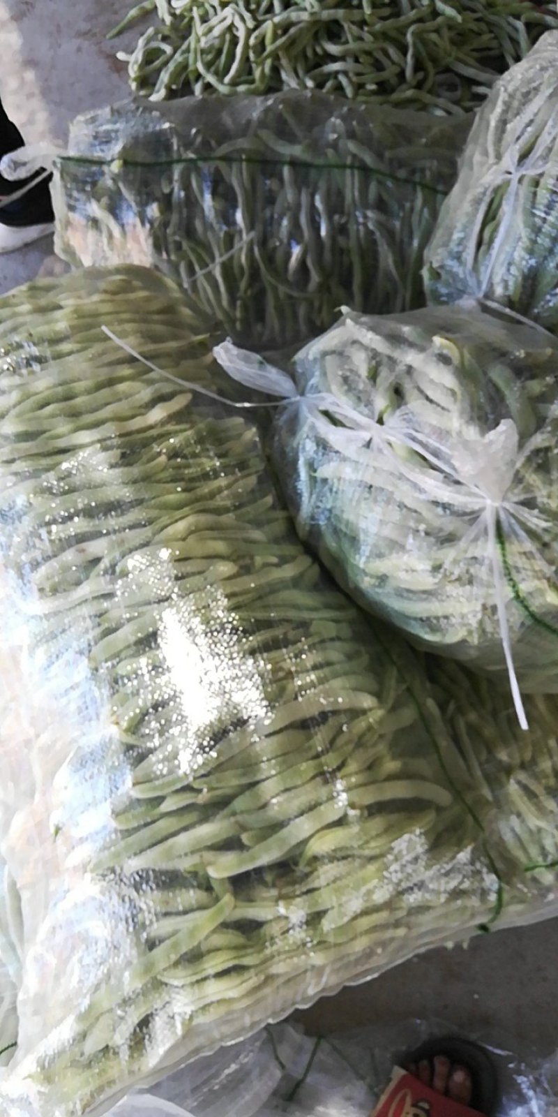 绥中县强远蔬菜交易合作社精品白芸豆，白条豆角，产地直销