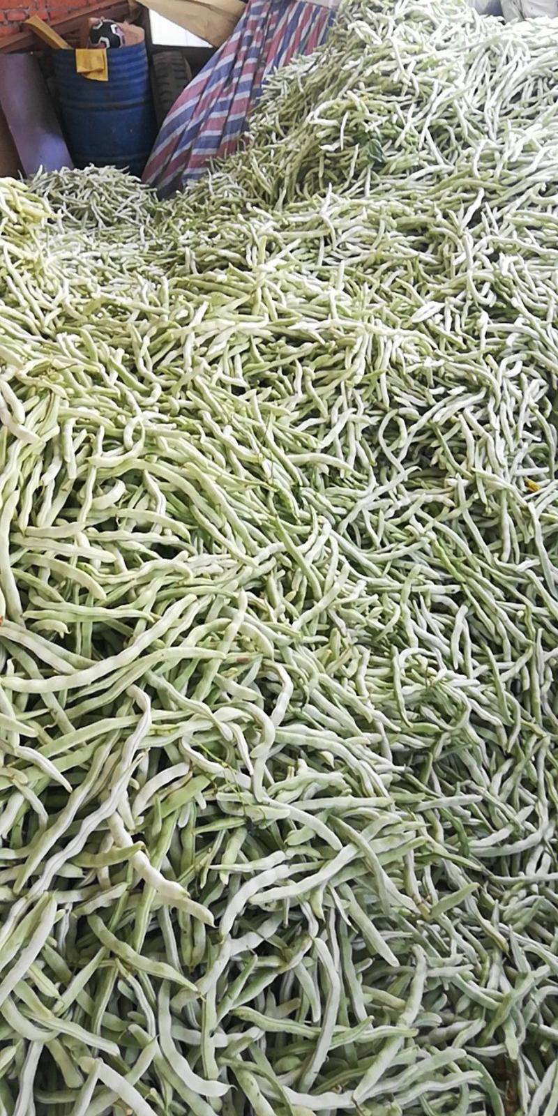 绥中县强远蔬菜交易合作社精品白芸豆，白条豆角，产地直销