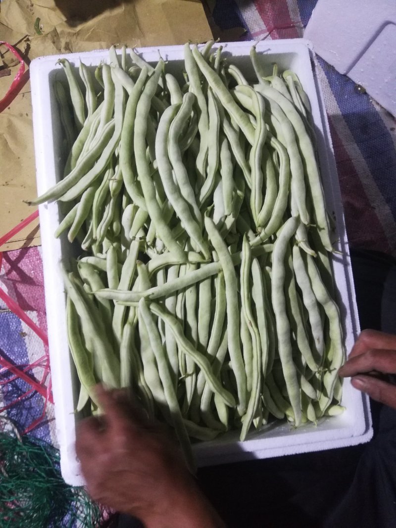 绥中县强远蔬菜交易合作社精品白芸豆，白条豆角，产地直销