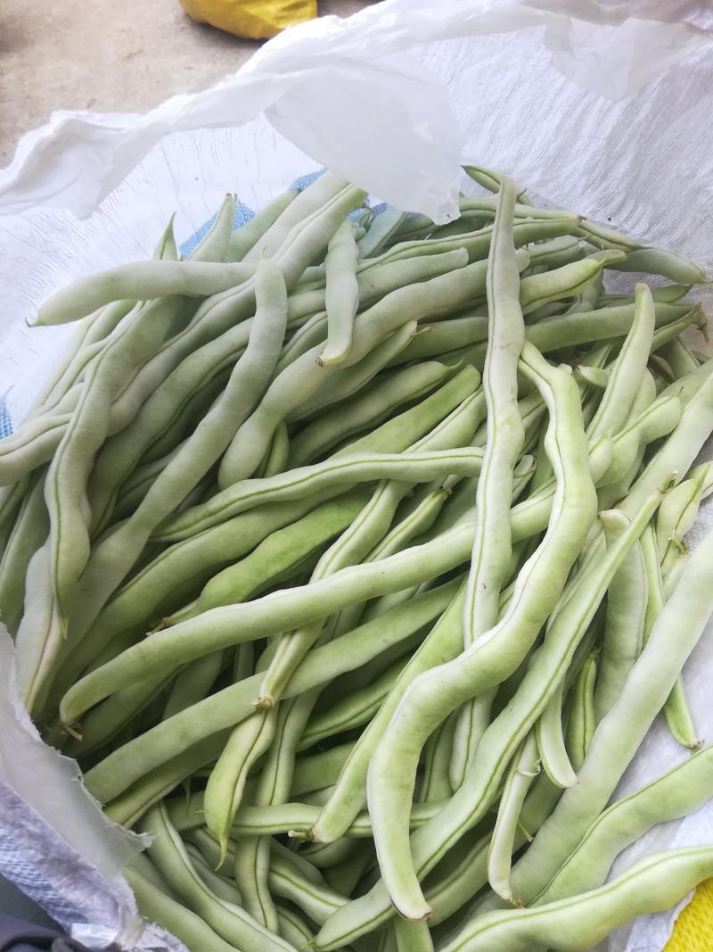 绥中县强远蔬菜交易合作社精品白芸豆，白条豆角，产地直销