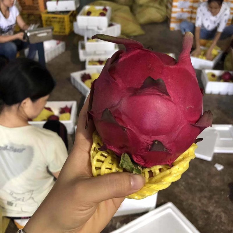 火龙果新鲜水果台湾金都一号红心火龙果海南火龙果大果