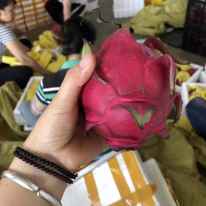 火龙果新鲜水果台湾金都一号红心火龙果海南火龙果大果