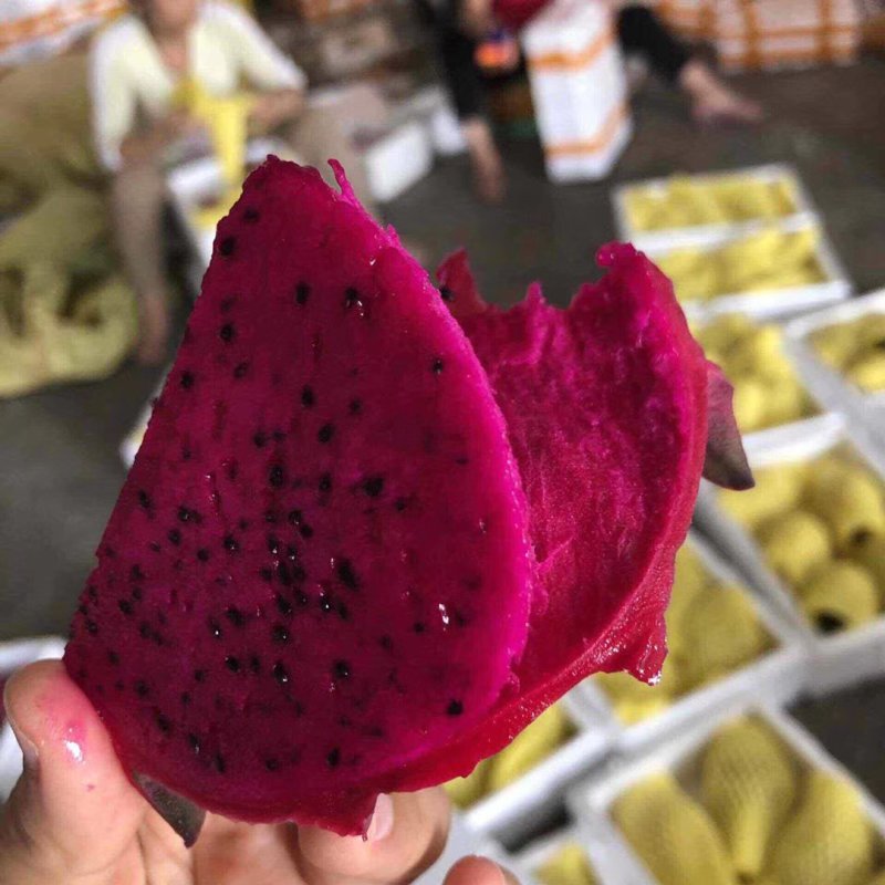 火龙果新鲜水果台湾金都一号红心火龙果海南火龙果大果