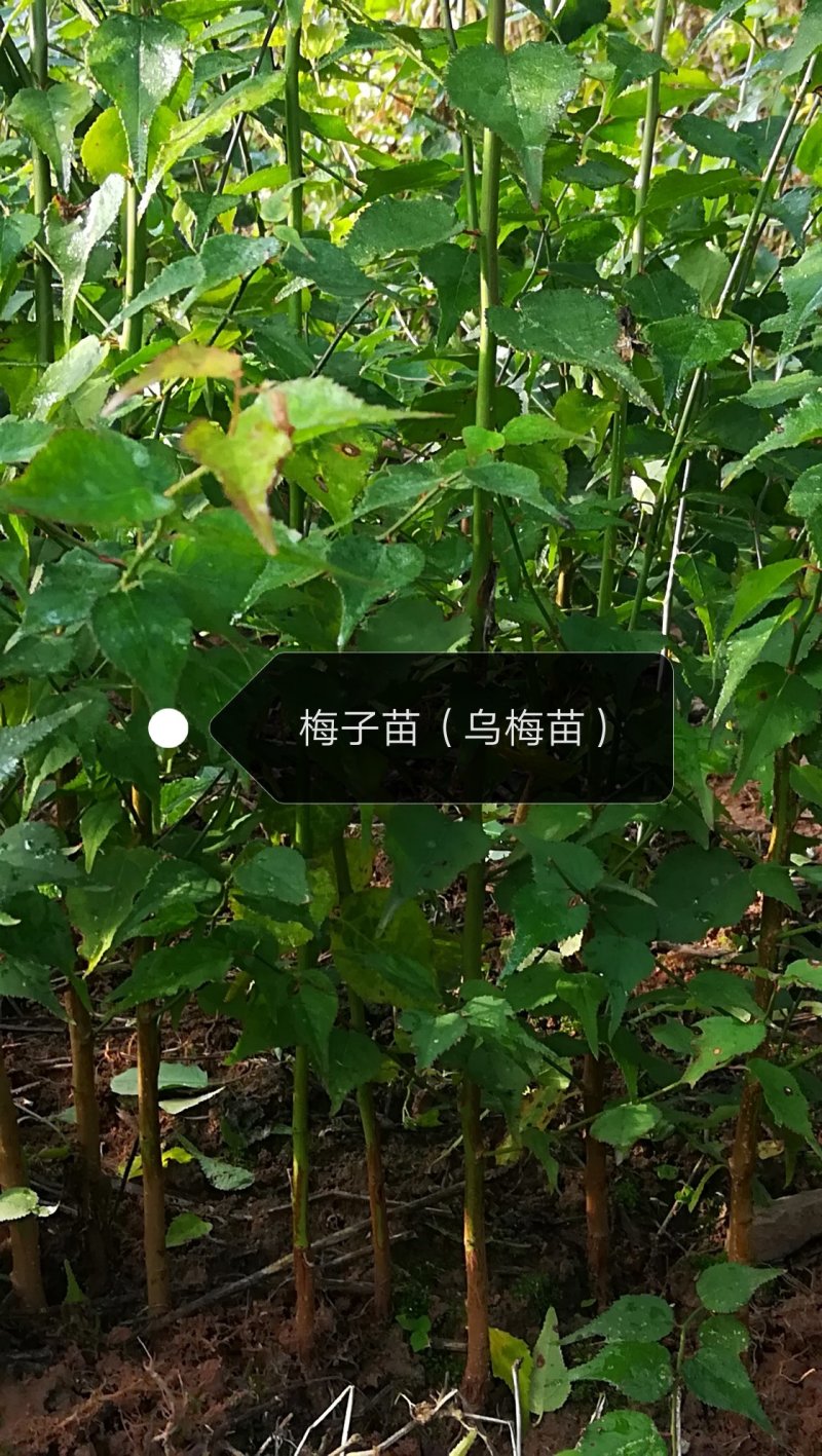 【优质乌梅苗】易栽种成活率高包结果基地现挖现发量大从优